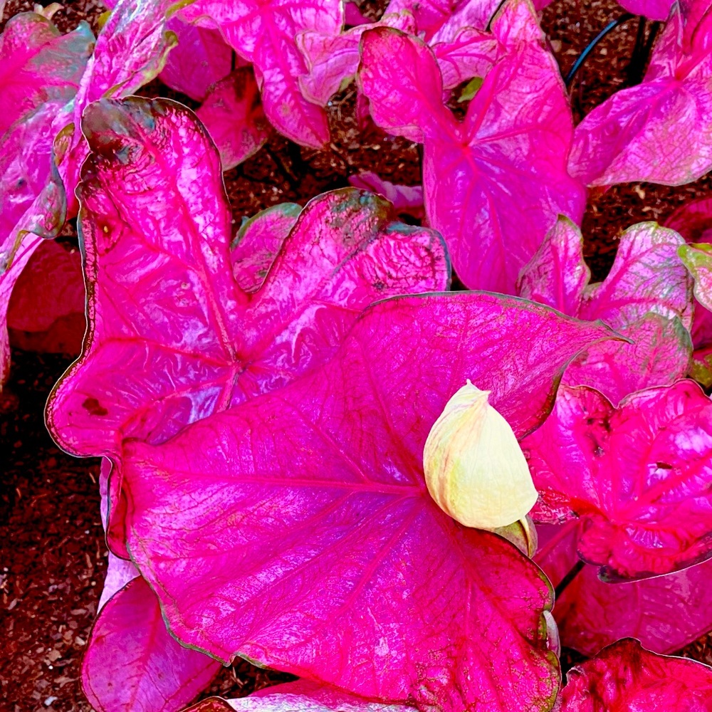 Meet your Posher, Angela